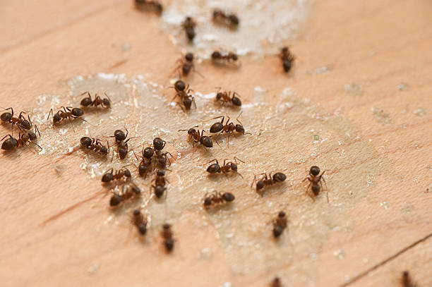 Best Spider Control Near Me  in Laie, HI