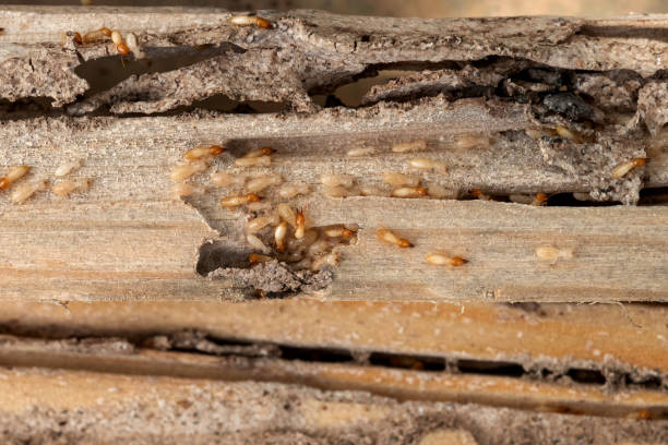 Best Exterminator Services  in Laie, HI